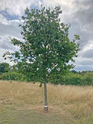 oak tree in grass
