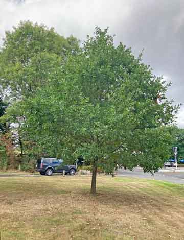 Oak tree by road