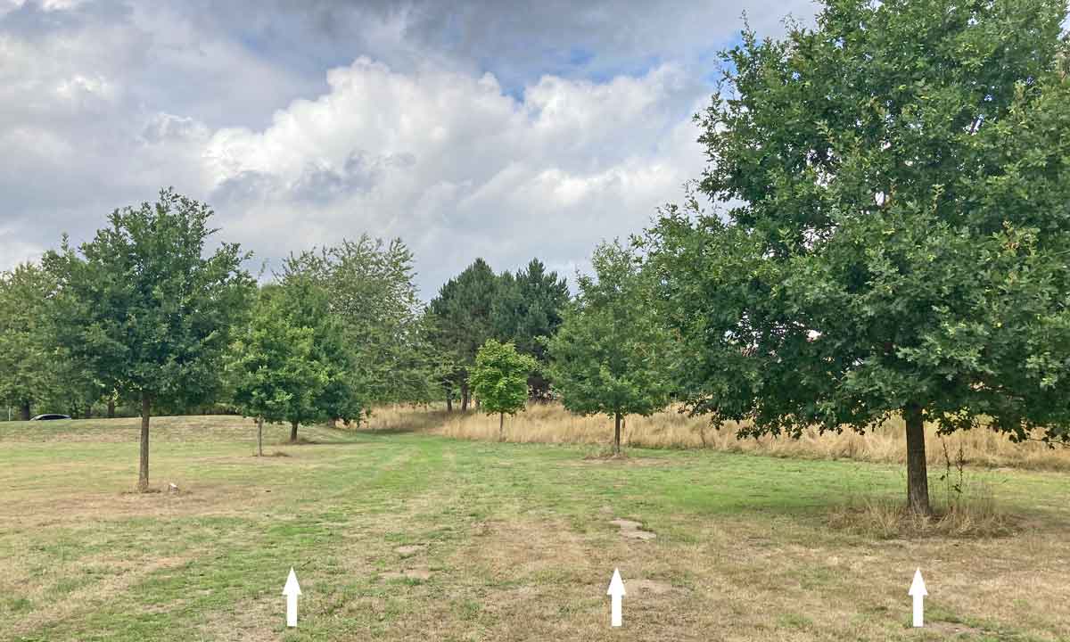 parkland with avenue of young oaks
