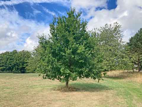 oak tree in parkland