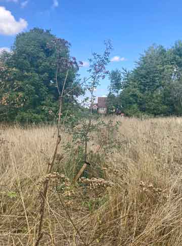 TSapling almost lost in tall grass