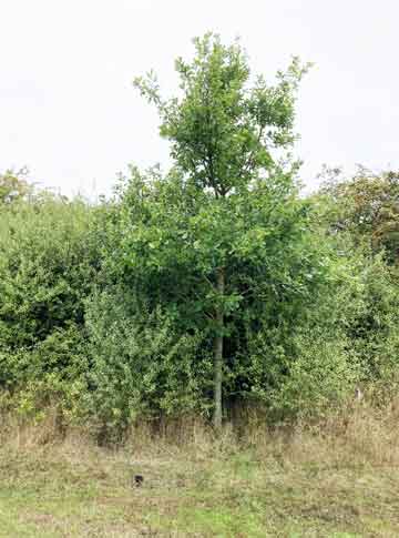 Tree in front of hedge