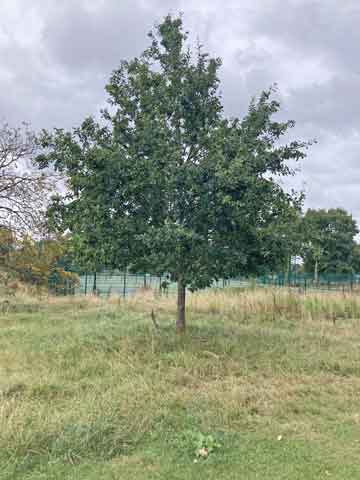 oak tree in parkland
