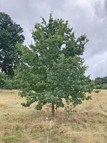 oak tree in parkland